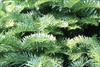 Noble fir foliage