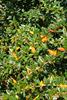 Apricot Queen Warty Barberry