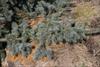 Prostrate Colorado Blue Spruce
