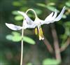 Giant White Fawn-Lily