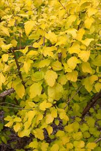 Dart's Gold Ninebark - Physocarpus Gold' - PNW