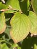 Leaf veination