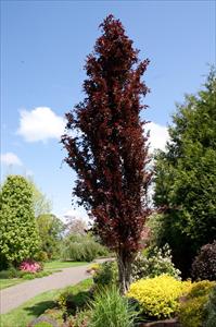 Red European - Fagus 'Red Obelisk' PNW Plants