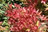 American Cranberrybush Viburnum