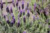 Spanish Butterfly Lavender