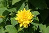Perennial Sunflower