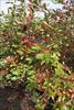 Hollyberry Cotoneaster