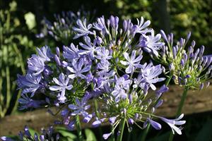 Lily Of The Nile (Agapanthus)