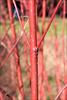 Red winter stems