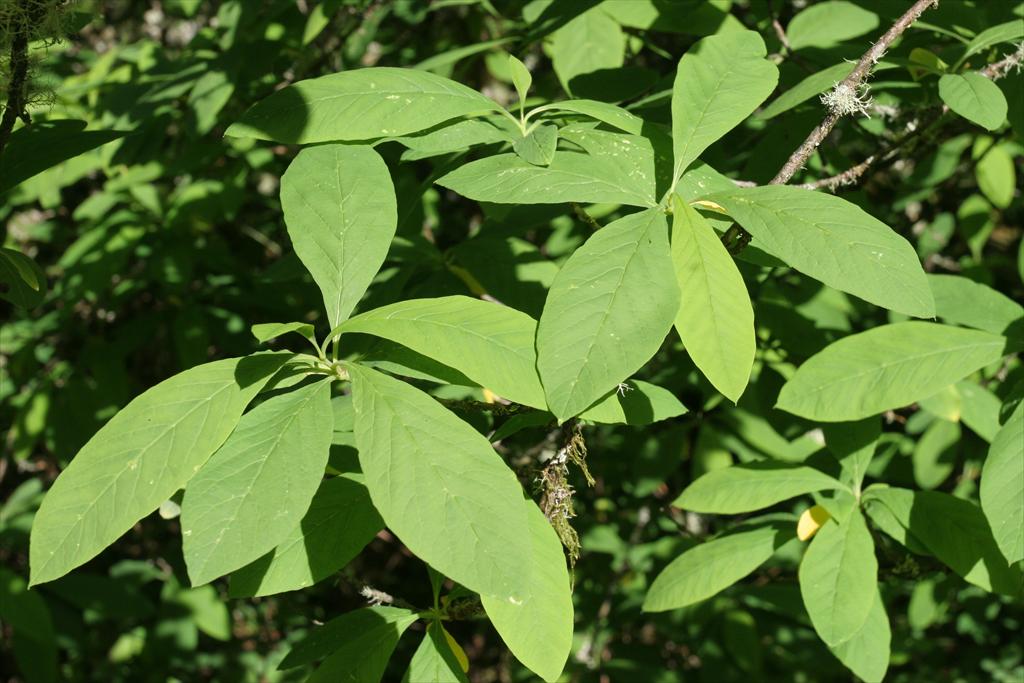 foliage