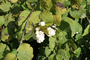 A blizzard of new snowberry varieties
