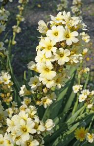 Satin Flower - Sisyrinchium striatum - PNW Plants