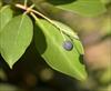 Fruit on female tree