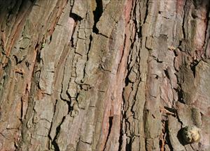 Bark ridges