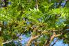 Small greenish flowers