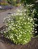 Feverfew - Tanacetum parthenium 'Milken Double White' - PNW Plants