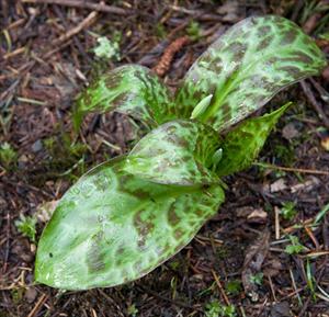 Mottled leaves