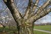 Trunk and bark shot