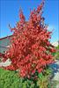 Tree in fall color