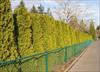 Hedge along a fence