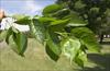 Bright green leaves