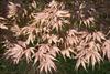 Foliage deep lobed with serrated edges