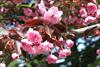 Royal Burgundy Flowering Cherry