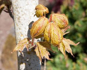 star shaped leaves