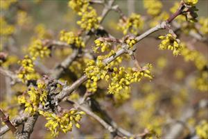 Early spring flowers