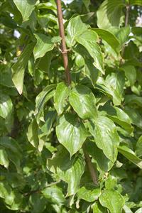 Leaves with veins