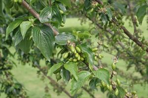 Immature fruit