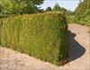 Hedge in Holland