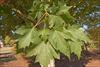 Summer foliage