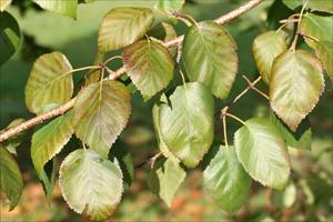 Rounded over leaves