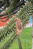 Branch with spent female cone