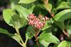 Winter flower buds