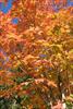 Red canopy foliage