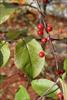 Fruit and leaves