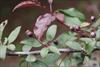 Late summer foliage