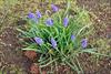 Single plant in bloom