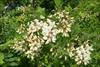 White flower clusters