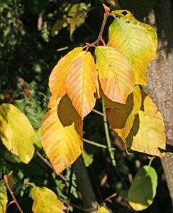 Yellow fall foliage